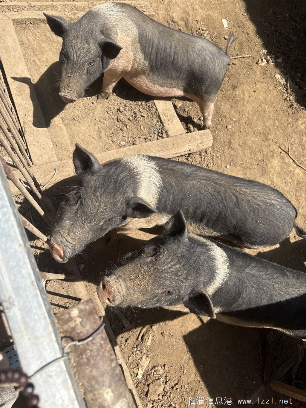 出售小香猪3头